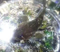 Rosylip Sculpin thumbnail 2