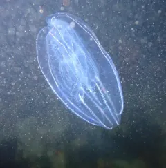 Canadian Comb Jelly thumbnail 4