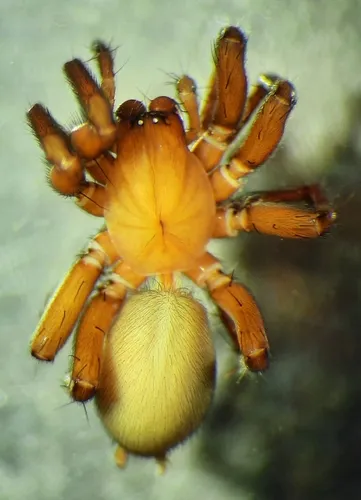 Swollen Meshweaver