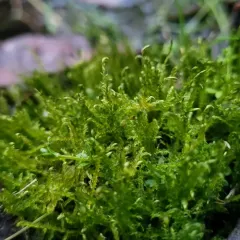 Kneiff's hook-moss thumbnail 2