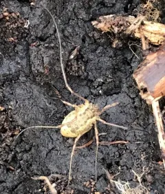Oligolophus tridens thumbnail 4