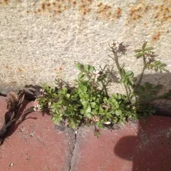 hairy bittercress thumbnail 3