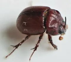 Odonteus liebecki thumbnail 3