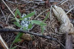 side-grooved cryptantha thumbnail 2
