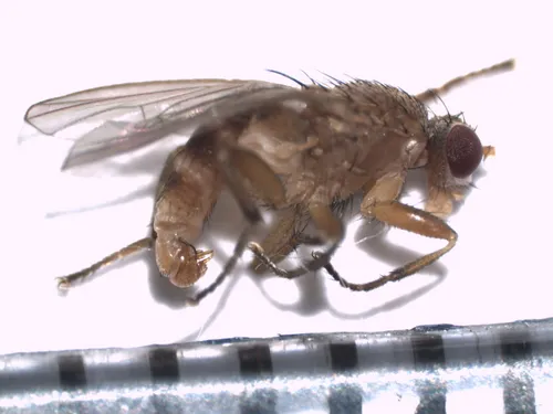 Neoleria inscripta