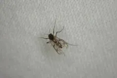 Guttipelopia rosenbergi thumbnail 2