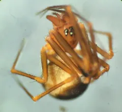 Three-spined Shield Sheetweaver thumbnail 2