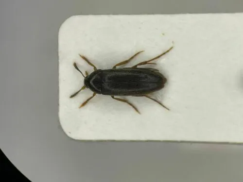 Orchesia ovata