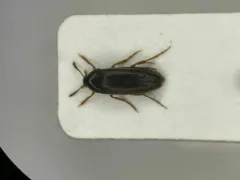 Orchesia ovata thumbnail 1