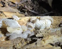 woolly oyster thumbnail 4