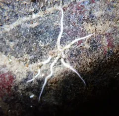 Dwarf Brittle Star thumbnail 4
