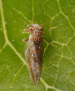 Broom Psyllid thumbnail 2