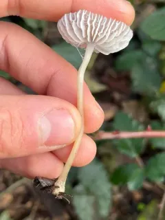 Calhoun's pinwheel thumbnail 3