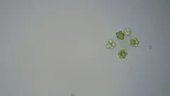 Coelastrum astroideum thumbnail 3
