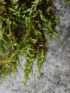 Bright Copper Homalothecium Moss thumbnail 3