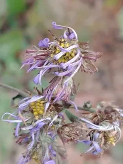 Tatarian Aster thumbnail 2