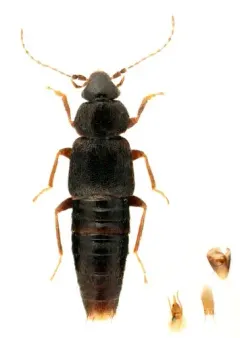 Trichophya pilicornis thumbnail 3