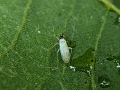 Paraproba capitata thumbnail 3
