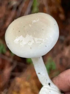 Hygrophorus albofloccosus thumbnail 3
