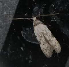 Triangle-marked Twirler Moth thumbnail 3