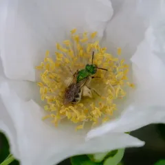Bicolored Striped Sweat Bee thumbnail 3