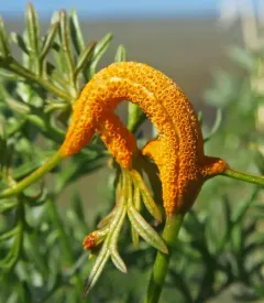 Lomatium Rust thumbnail 3