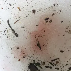 watermelon snow thumbnail 1