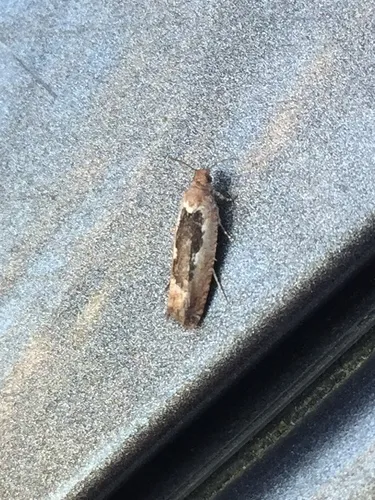 Epinotia emarginana