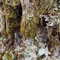 Coiled-leaf claw-moss thumbnail 4