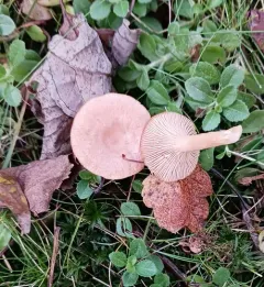 Coconut Milkcap thumbnail 4