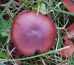 Cortinarius luridus thumbnail 3