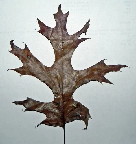 scarlet oak