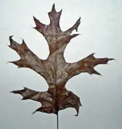 scarlet oak thumbnail 1
