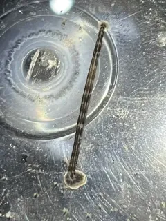 Heptacyclus virgatus thumbnail 3