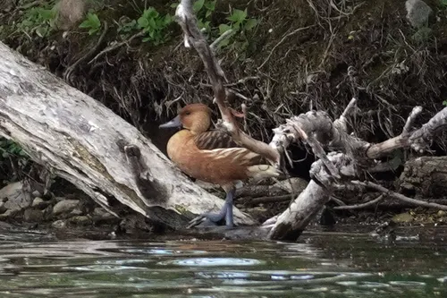 Fulvous Whistling-Duck