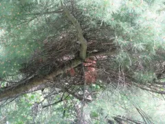 Abert's Towhee thumbnail 2