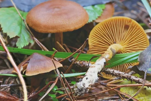 Cortinarius incognitus