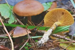 Cortinarius incognitus thumbnail 1