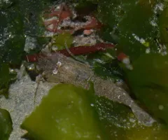 Blacktail Bay Shrimp thumbnail 3