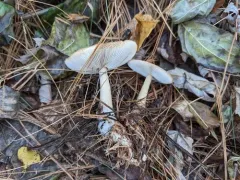 Rhodocollybia asema thumbnail 3