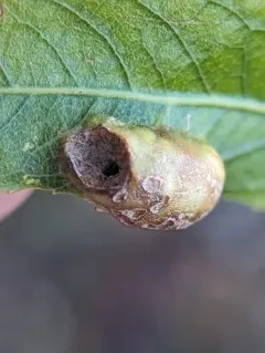 Willow Redgall Sawfly thumbnail 1