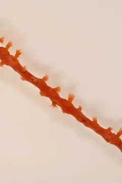 Red Rope Coral thumbnail 3