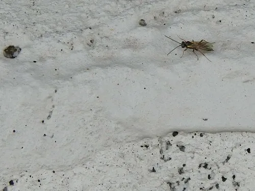 Bathyplectes infernalis