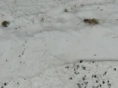 Bathyplectes infernalis thumbnail 1