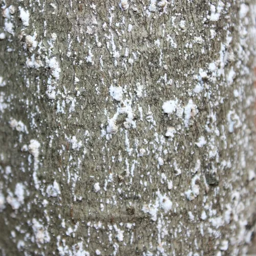 Beech Scale