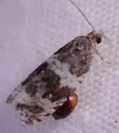 Dusky Leafroller Moth thumbnail 3