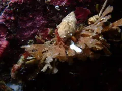 Stevens' Hermit Crab thumbnail 2