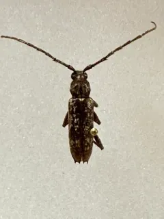 Parelaphidion aspersum thumbnail 2
