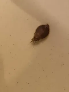 Eastern Bat Bug thumbnail 4