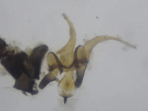 Trichocera brevicornis
